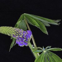 люпин :: Vlad Krrr