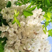 Белая акация :: Сапсан 