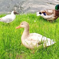 Утки :: Сапсан 