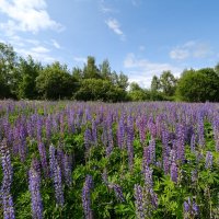 Люпиновое поле :: Андрей Зайцев