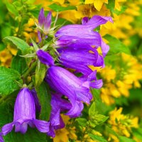 Колокольчики на городской клумбе. :: Милешкин Владимир Алексеевич 