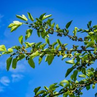 Тутовник :: Анатолий Чикчирный Тутовник :: Анатолий Чикчирный