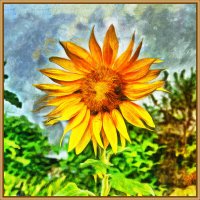 Подсолнух :: Анатолий Чикчирный