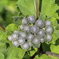 Лопух, он же репейник :: Валерий Иванович Лопух, он же репейник :: Валерий Иванович