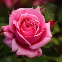 Доброе утро :: Юрий. Шмаков