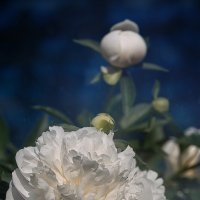 Палитра лета :: Svetlana Galvez