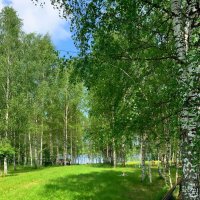 Берёзовая роща :: Ольга Довженко Берёзовая роща :: Ольга Довженко