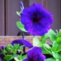 Петуния цветёт :: Людмила Смородинская