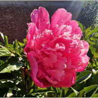 Пион. :: Валерия Комова Пион. :: Валерия Комова