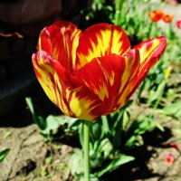 Тюльпан :: PRP 