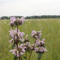 Полевые цветы :: Pippa 