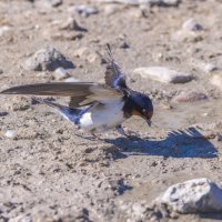 ласточки :: юрий макаров