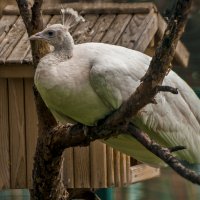 Мой зоопарк -  Белый Павлин :: Владимир Максимов