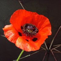 И снова дождь... :: veilins veilins