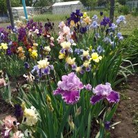 *** :: Валентина Береснева *** :: Валентина Береснева