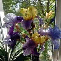 *** :: Валентина Береснева *** :: Валентина Береснева