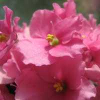 Нежность :: Елена Семигина