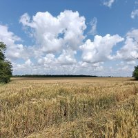 Июнь. Зреют хлеба. :: Валерий Ткаченко