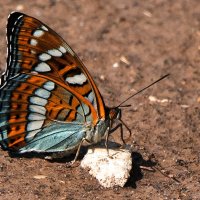 Ленточник тополёвый :: Владимир Безбородов