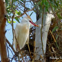 Египетская цапля :: Николай Волков