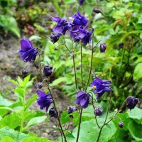 Аквилегия :: Рита Симонова Аквилегия :: Рита Симонова