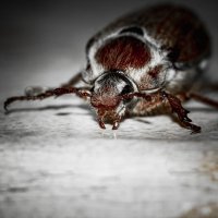 May Bug | 17 :: Sergey Sonvar