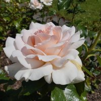 Июньская нежность :: Галина 