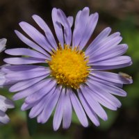 Астра :: Глеб 