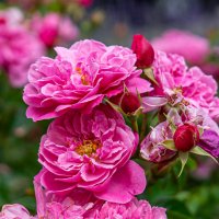 Цветы :: Sergej Цветы :: Sergej