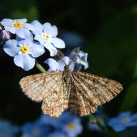 Усатая и полосатая :: Александр Ковальчук