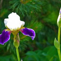 10 июня - всё ещё ирисы! :: Светлана 