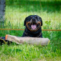 Собака :: Александр Бочериков