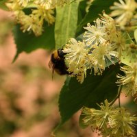 липа :: Игорь Kуленко