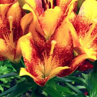 лилия :: Игорь Kуленко лилия :: Игорь Kуленко