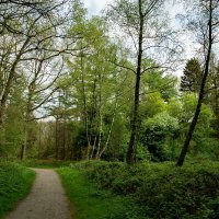 Апрельское... :: Николай Гирш