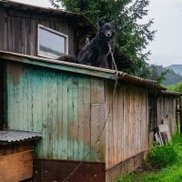 КРЫША   ПОД   ОХРАНОЙ :: Анатолий Малобродский