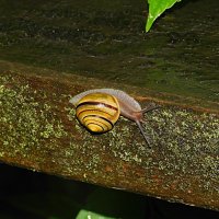 Моллюск садовая цепея :: Лина Моллюск садовая цепея :: Лина