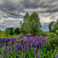 Июнь :: Наталья Лакомова Июнь :: Наталья Лакомова