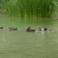 Молодежь... :: Галина 