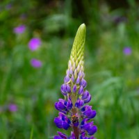 Люпин :: Владимир VS Люпин :: Владимир VS