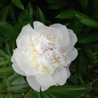 Красавец... :: Галина Ильясова