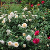 * :: tamara kremleva