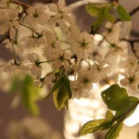 Вишня :: Victoria 