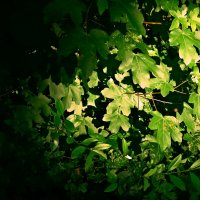 Летние этюды 32 :: Алексей Кузнецов