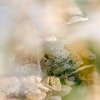 Рассвет. :: Галина Левина