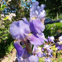 Ирис :: Сапсан 