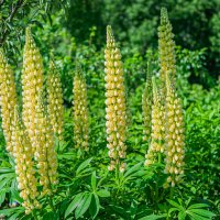 Дачная красота :: Александр Филатов