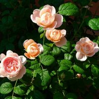 Городские цветы. :: Милешкин Владимир Алексеевич 