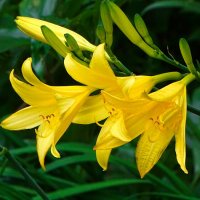 Цветы на городских клумбах. :: Милешкин Владимир Алексеевич 