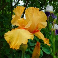 Цветы и лето. :: Милешкин Владимир Алексеевич 